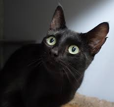 Het enige zwarte kattenbijgeloof dat je ooit zou moeten geloven, is dat zwarte katten geweldig zijn! 9 Weetjes Over Zwarte Katten De Poezenboot