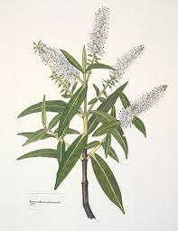 Image result for Scrophulariaceae