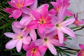 Image result for Zephyranthes minuta