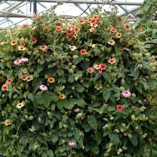 Image result for Thunbergia gregorii