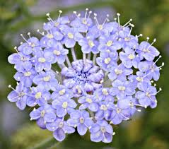 Image result for Apiaceae
