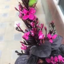 Image result for Eranthemum laxiflorum