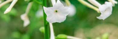Image result for Nicotiana