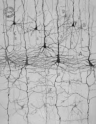 Коннектом. Как мозг делает нас тем, что мы есть