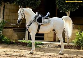 pin on arabian horses خيول عربية