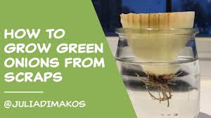 Fill your cart with color today! How To Grow Green Onions From Scraps Youtube