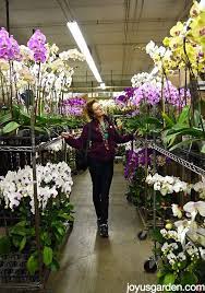 Maybe you would like to learn more about one of these? I Have Some Things To Show You La Flower District Blooming Plants Blooming Plants Plants House Plant Care