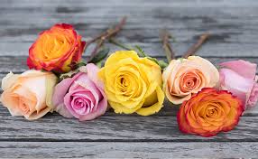Flower is an ielts speaking part 1 sample questions to ensure students have material to study for ielts speaking section and score band 7 in ielts. June Birth Flowers Rose And Honeysuckle