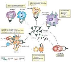 Division Of Genetics Group Falk Nimmerjahn Immunology Medical Laboratory Science Medical School Studying
