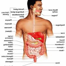 The male and female sexual organs, while derived from similar embryonic structures, are radically different in appearance and function. Male Body Structure And Organs Why Can Some Organs Regenerate While Others Can T