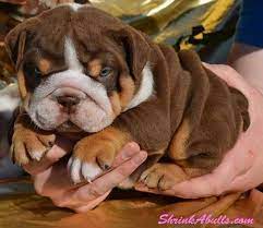 Miniature English Bulldogs English Bulldog Care Bulldog Puppies English Bulldog Puppies English Bulldog Care