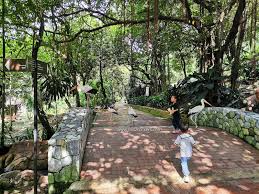 Pertunjukkan burung diadakan setiap hari di zon 4 pada jam 12.30pm dan 3.30pm. Taman Burung Kuala Lumpur Tempat Percutian Pertama Waktu Pkpp Ceritera Si Gadis Biru