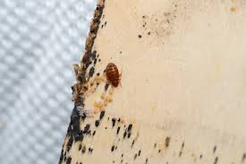 Image result for bed bugs droppings