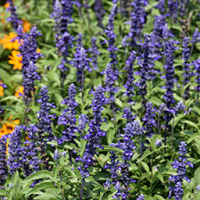 Image result for Salvia farinacea