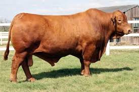 Black Angus Calves For Sale Near Me Red Brangus Cattle At Cattle Today Com Cattle Bull Cow Cow Calf