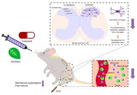 Image result for Premna schimperi