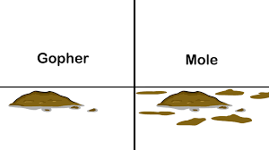 Gophers are herbivores, so plants and fruits top their menu. 3 Ways To Get Rid Of Moles In Your Lawn Wikihow