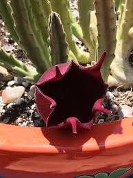 We did not find results for: Stapelia Leendertziae Black Bells Carrion Flower Maroon Cup Starfish Star Flower North Carolina Extension Gardener Plant Toolbox