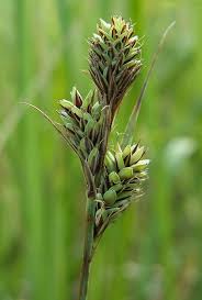 Image result for Carex chlorosaccus
