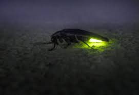 Firefly Dusk Firefly Bugs And Insects Beautiful Bugs