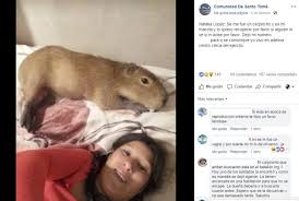 Peluche peluche juguete carpincho relacionados con dibujos animados y películas animadas también se ofrecen y seguramente serán un éxito entre los niños. La Triste Historia Viral Del Carpincho Domesticado Que Termino En Una Cacerola Via Santa Fe