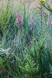 Image result for Syncolostemon canescens