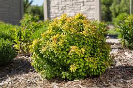 Image result for Barberry
