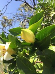 Image result for Rothmannia urcelliformis