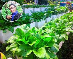 Siapkan kunyit yang sudah tua dan berumur sekitar 8 bulan. Sekeliling Rumah Diusahakan Dengan Tanam Sayur Siapa Sangka Beri Pulangan Rm 4k Sebulan Keluarga