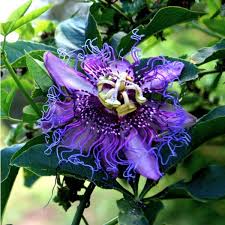 Image result for Passiflora edulis