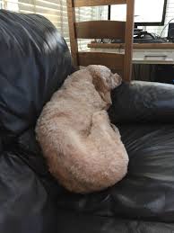 Pin By Emmet Baldwin On The Irish Irish Doodle Irish Doodle Bean Bag Chair Decor