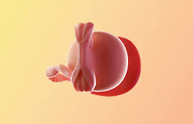 5 Weeks Pregnant Symptoms More Your Baby At 5 Weeks