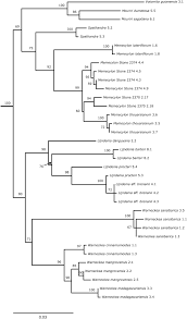 Image result for Lijndenia sp. cf barteri