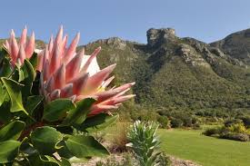 The garden is one of ten national botanical gardens covering five of south africa's six different. Kirstenbosch Botanical Garden