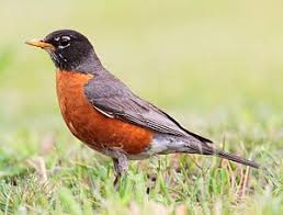 Wanderdrossel Turdus Migratorius American Robin Robin Vogel Einheimische Singvogel Vogelwelt