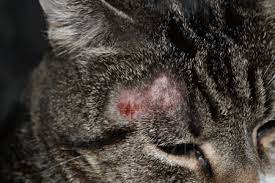 kedilerde mantar enfeksiyonu