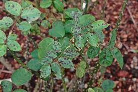 Fungus on rose bush leaves. Preventing Rose Diseases Hgtv