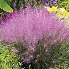 We did not find results for: Buy Pink Cotton Candy Grass From K Van Bourgondien