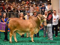 The brahman is the first cattle breed to have been developed in the united states, and is now part of beef production of south africa. 2018 Houston Livestock Show And Rodeo Brahman Cattle Show Calf Champion Red Bull Hk Cattle
