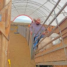 Shearing Days–Spring at Last!