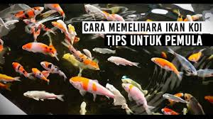 Seseorang harus menegakkan niat dan konsitensinya. Budidaya Ikan Koi Tips Untuk Pemula Youtube