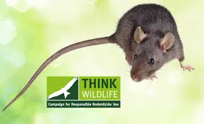 7 are you supposed to tip your pest control guy? Super Rat And Mouse Study Appeals For Tail Tip Samples Pest Control News