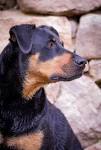 Doberman Mix Puppies For Sale - Doberman Mix Breed Info ...