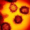 Story image for coronavirus from The New York Times