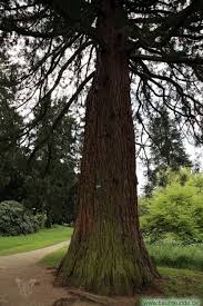Genitiv (wessen?) des mammutbaumes / mammutbaums. Mammutbaum Im Park Rosenhohe