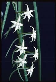 Image result for Ypsilopus