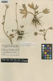 Image result for Ranunculus oreophytus