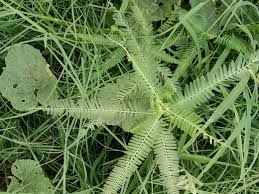 Image result for Sesbania rostrata