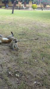 Image result for Pyrostria bibracteata