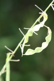 Image result for Desmodium tortuosum